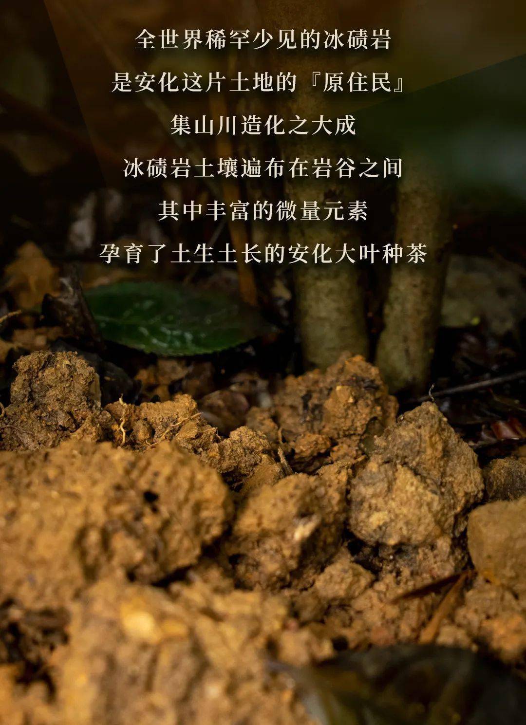 2热忱欢迎广大茶友投稿投稿请发至 admin@chinadarktea