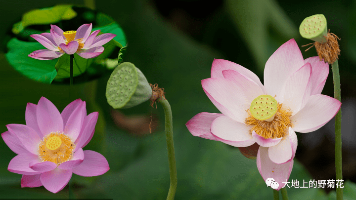 荷花_荷叶_莲蓬