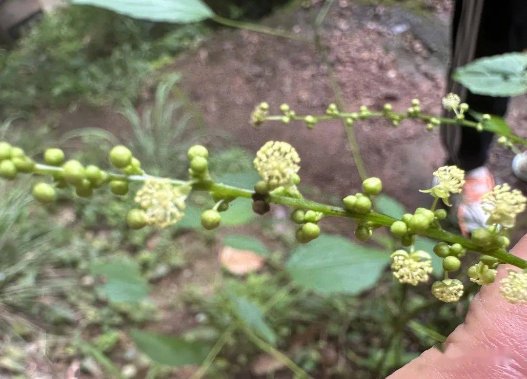 丹霞山植物輕掃(四)_紅豆_豆科_鐵線蕨