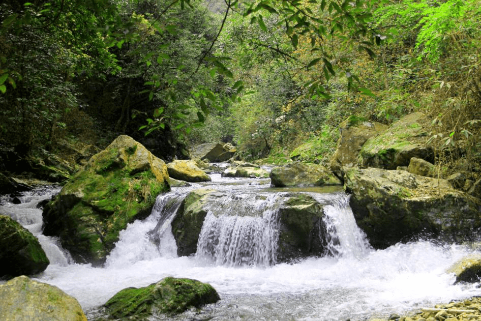 文旅延平 | 百合仙子带你游 这么近那么凉,来茫荡山清凉度夏吧!