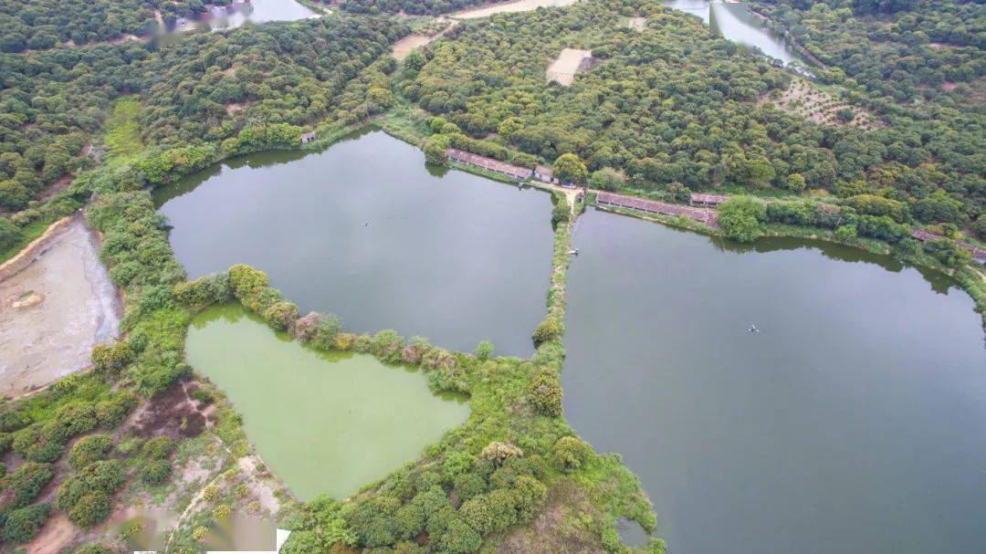 电白林头黄阳乡村旅游项目来了_建设_茂名市_林头镇