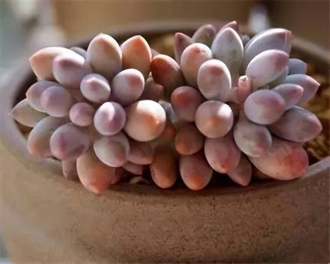 玫瑰_丽娜_美人