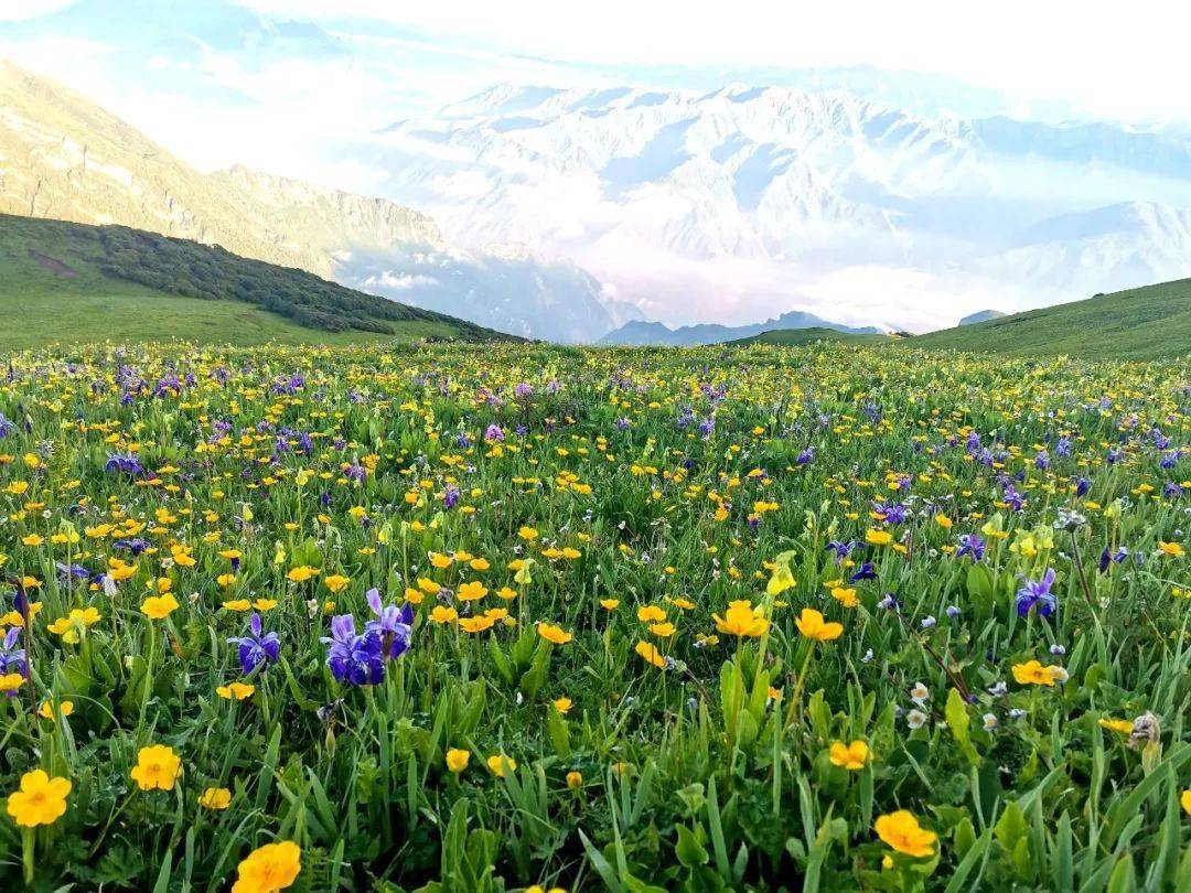 九顶山-浪漫花海,九天瑶池-中国梦登山队成都分队-轻徒步预告_活动