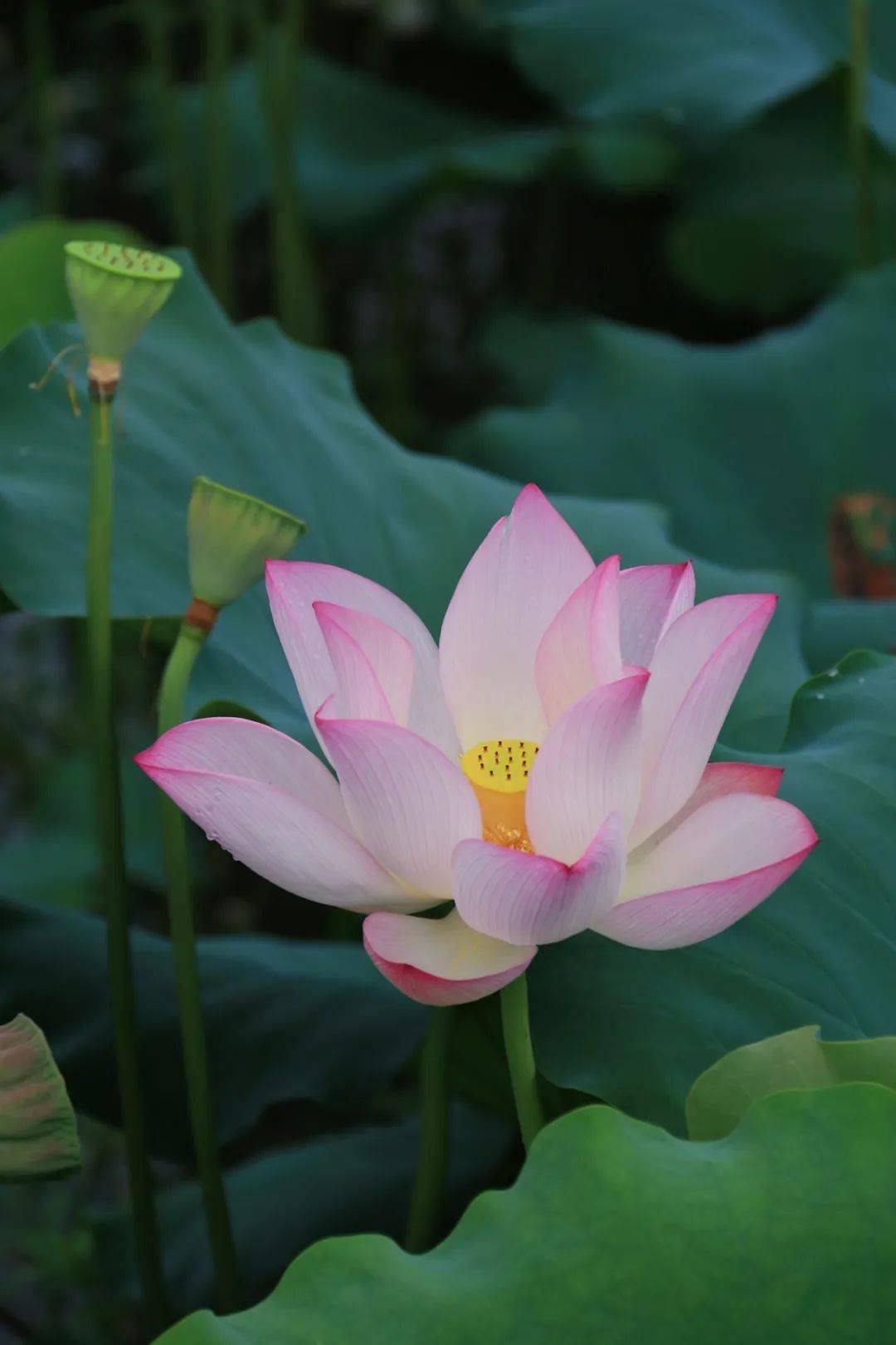 绿美陆河 邀您赏荷!共联的荷花开啦!快来打卡_夏天_荷叶_地址