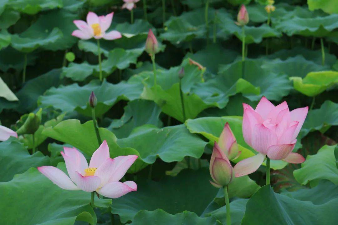 绿美陆河 邀您赏荷!共联的荷花开啦!快来打卡_夏天_荷叶_地址