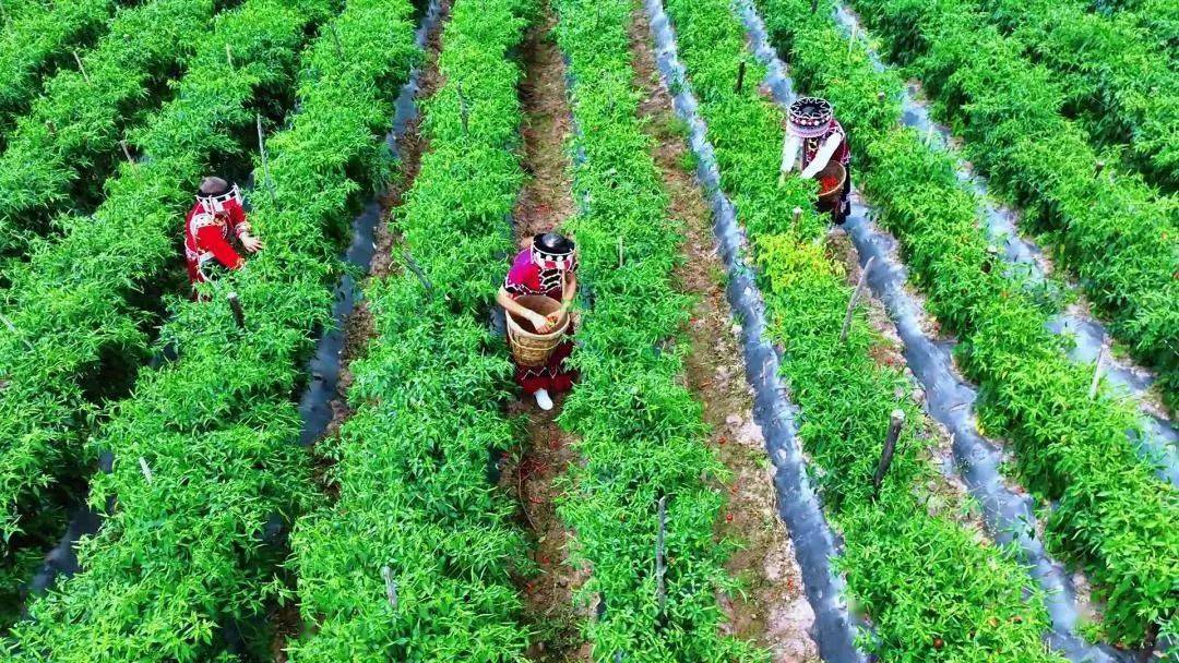 近年来,剑川县弥沙乡积极调整农业产业结构,变气候劣势为种植优势,将