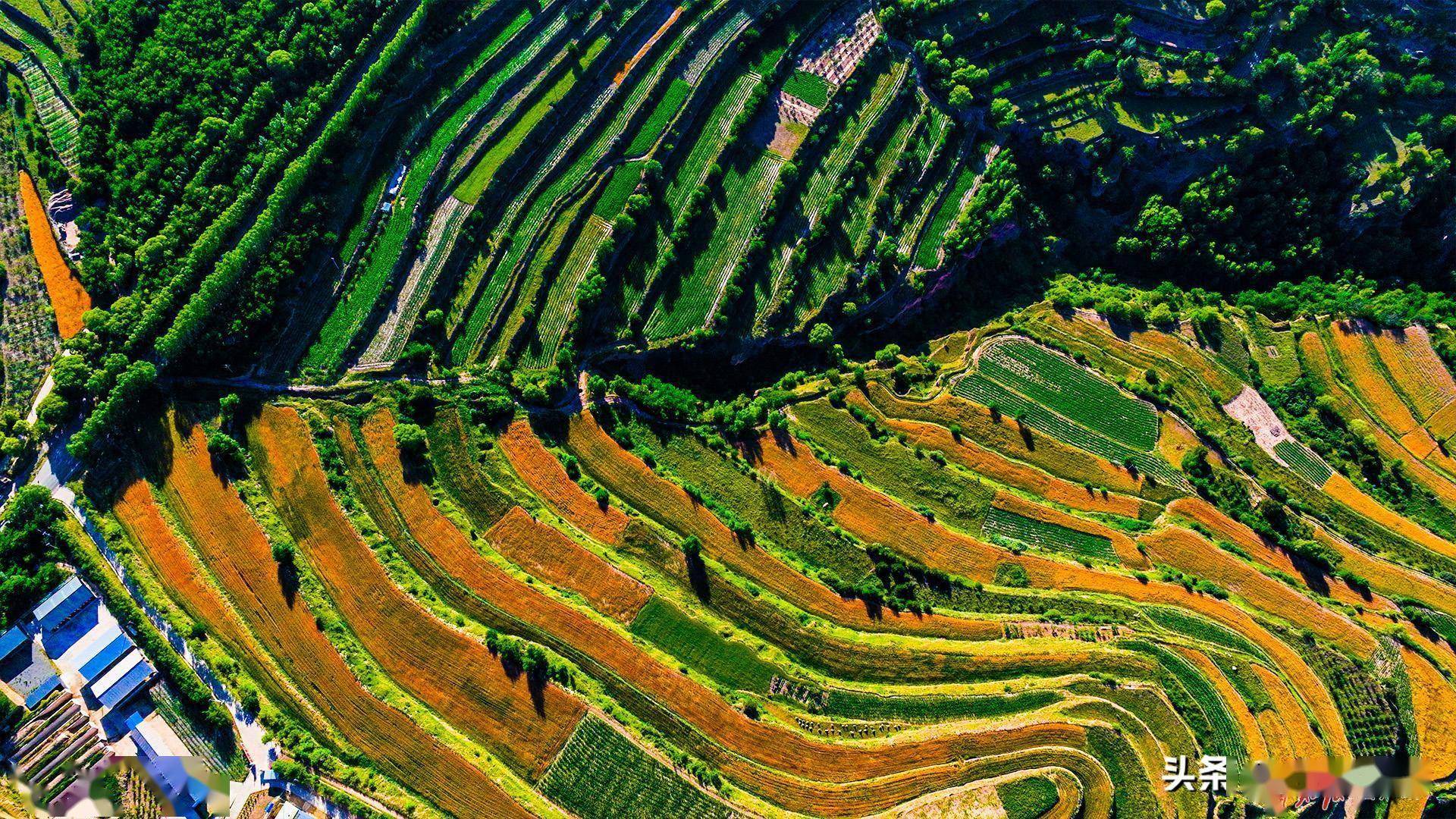 【摄影报道】麦黄时节 庄浪梯田美如画_柳梁_周蒲村_小麦