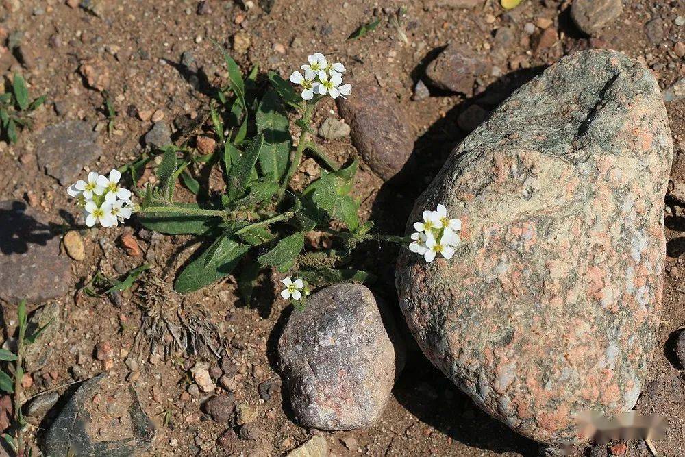 早春新疆|十字花科的思迷2_顶端_角果_生叶