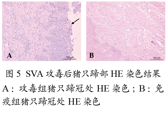 "国药动保"推荐阅读【猪场兽医】a型猪塞内卡病毒ch-hnxc株灭活疫苗