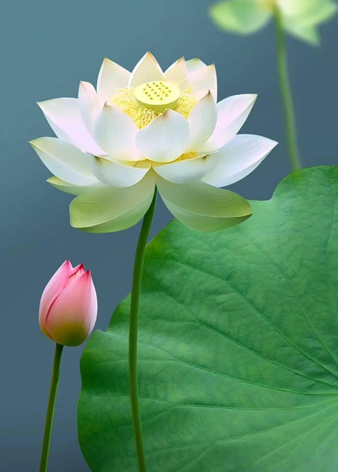 请在微信或其他浏览器中播放莲 音乐: 王华;苏畅 - 茶禅一味温风至