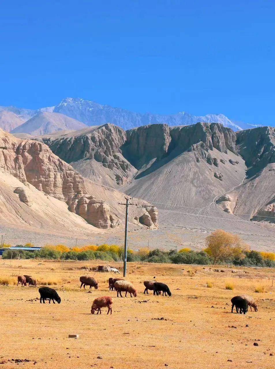 连接西藏和新疆的216国道民丰到改则段已经恢复通行_线路_和田_活动