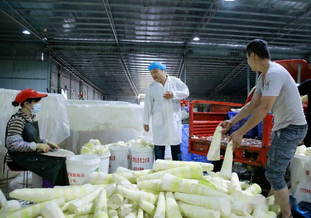 广西柳城酸笋加工厂图片