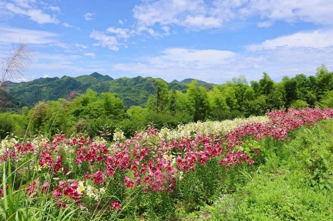 醉,在草木繁茂,万物烂漫的夏天,富阳区万市镇方里村大青山上的百合花