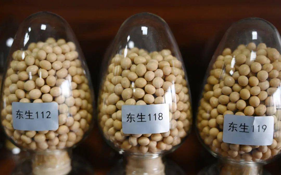 大豆做的!_中科院_盐碱地_新生