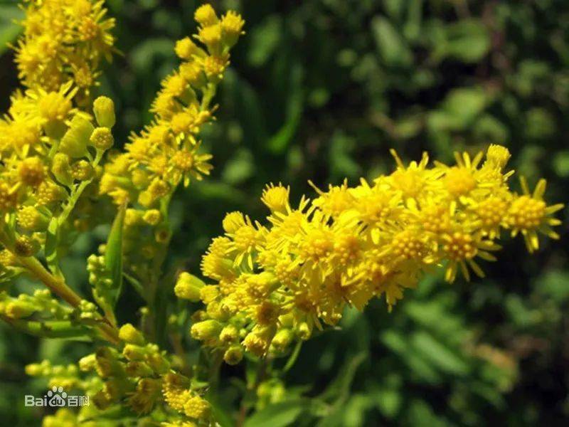 防范外来物种入侵丨加拿大一枝黄花——恶魔之花_植株_传播_杂草