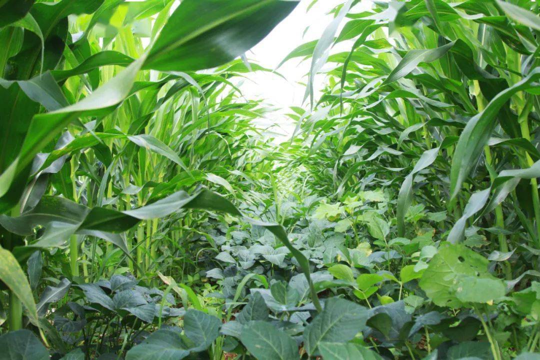 大方县马场镇:1000余亩大豆玉米带状复合种植丰收在望_示范_村民_土地