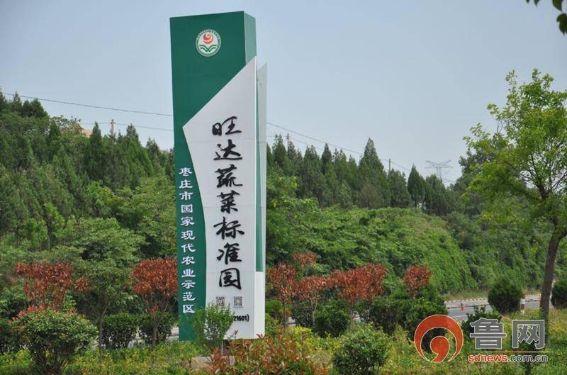 枣庄市西王庄镇:西花沟村的"蝶变之路"_大棚蔬菜_乡村_活动