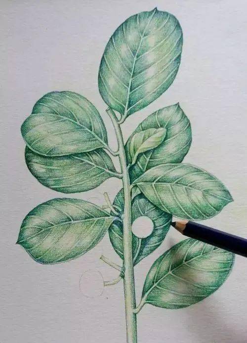 彩铅手绘的一组小植物画