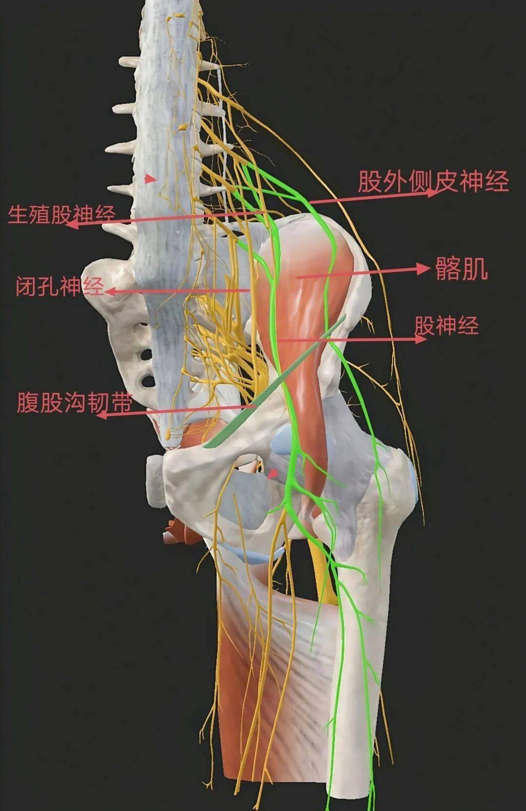 闭孔神经支配图片