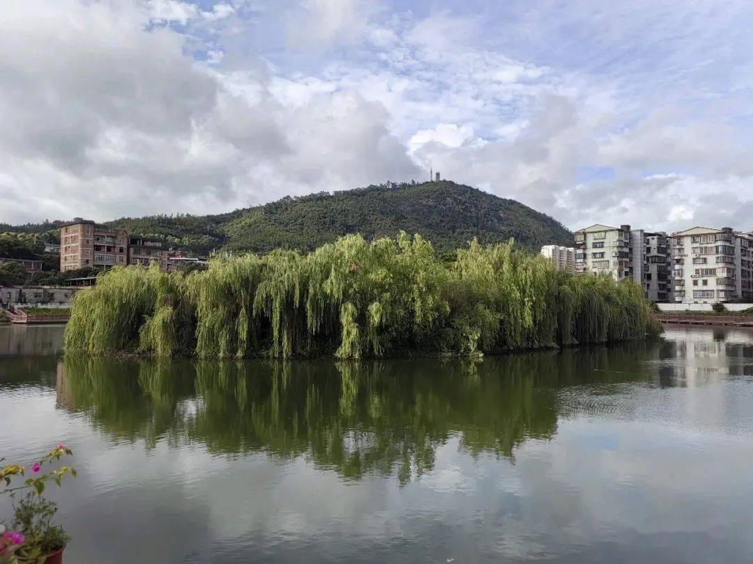 柳树公园,向云端,真治愈!_柳湖_南安_柳城
