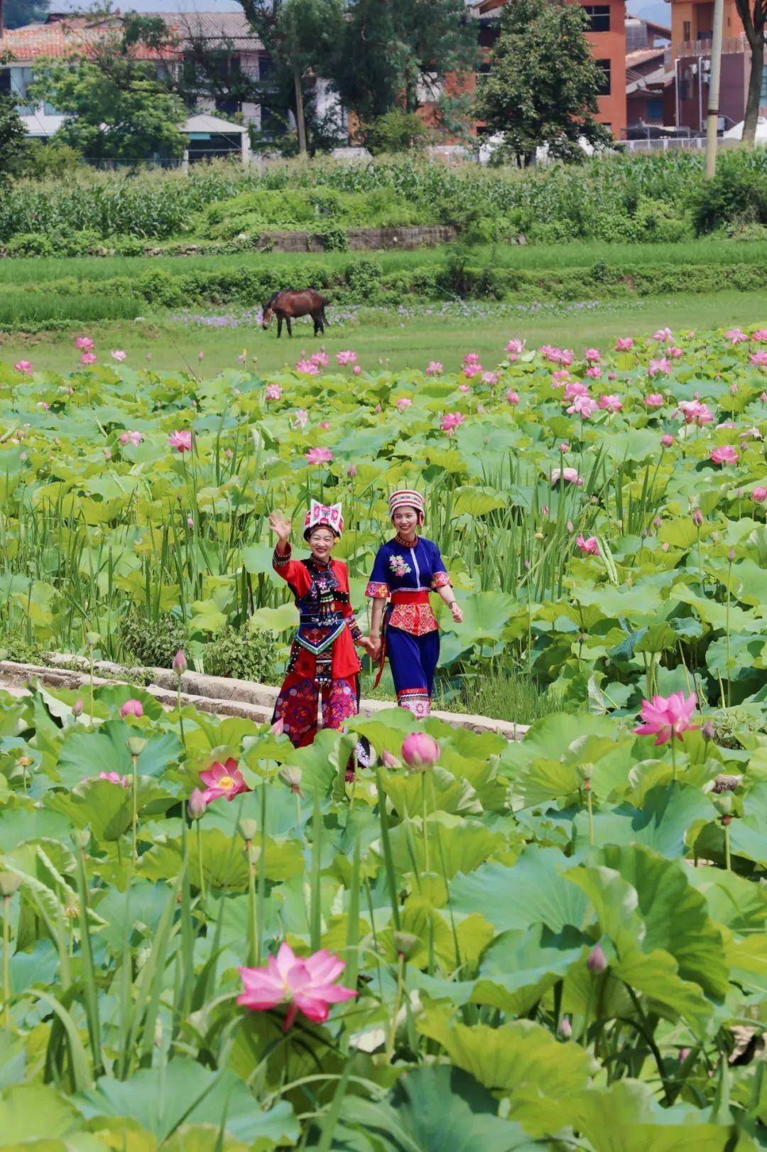 普者黑_荷花_湖泊