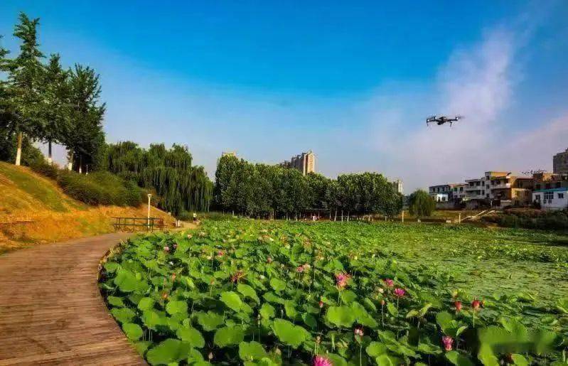 漯河:赏荷花攻略公布!_人民公园_地址_面积