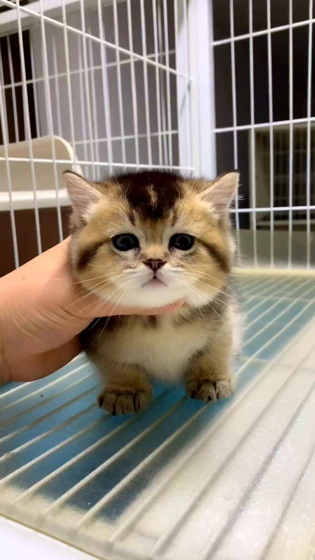 一只超可爱的小短腿金渐层记录猫咪日常 金渐层 矮脚猫 萌宠推荐官