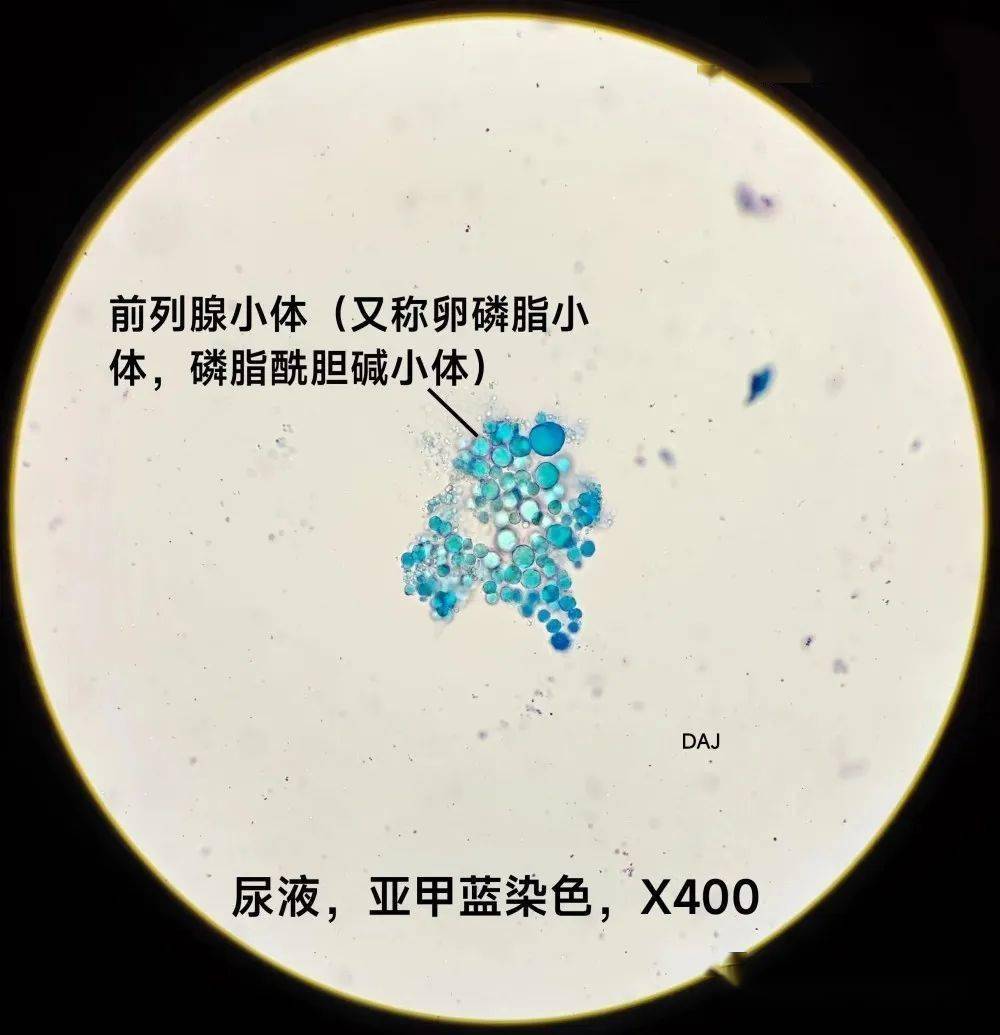 进入微课堂敬请关注零距离聆听大咖授课微课堂小程序君安医学检验