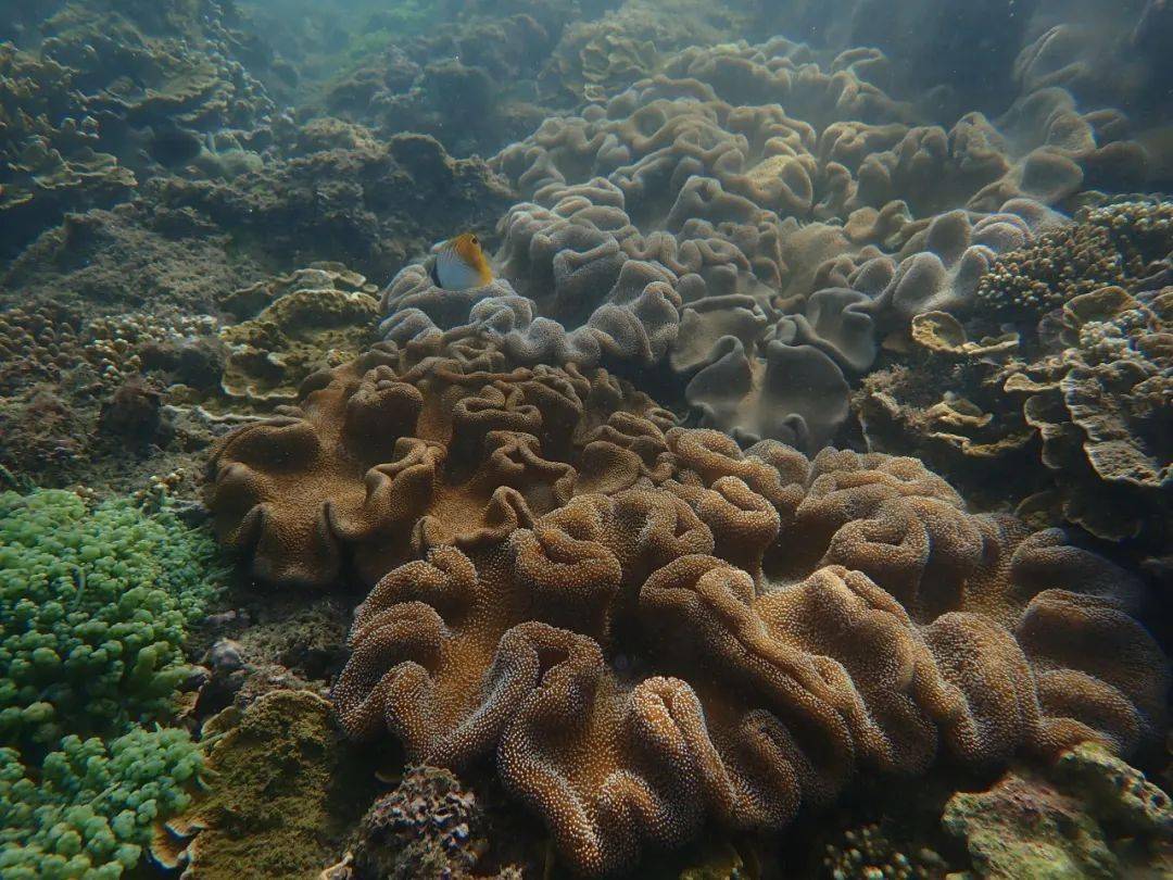 海底花园照相机:tg-6拍摄地:海南文昌08刘毅 | 虎斑宝贝(黑星宝螺