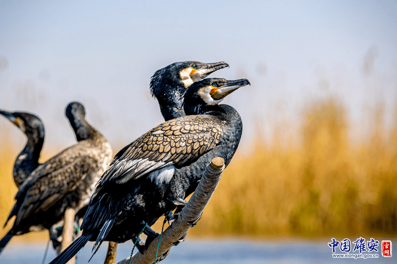 "华北明珠"再现"鸟类天堂"胜景!_白洋淀_新区_生态