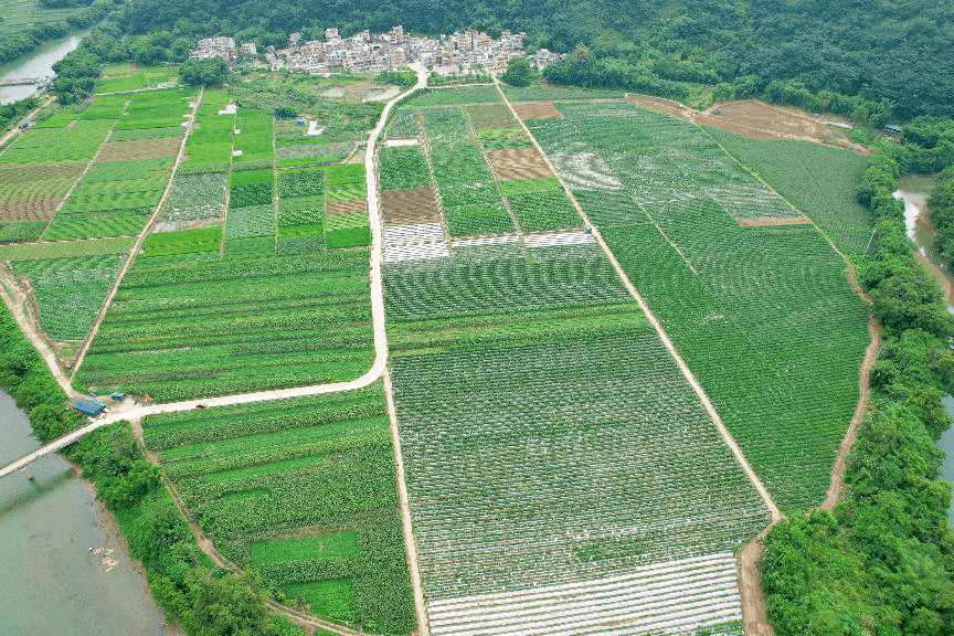 【代表主题活动】阳山县阳城镇:以"绿美"为题,用"履职"作答——人大