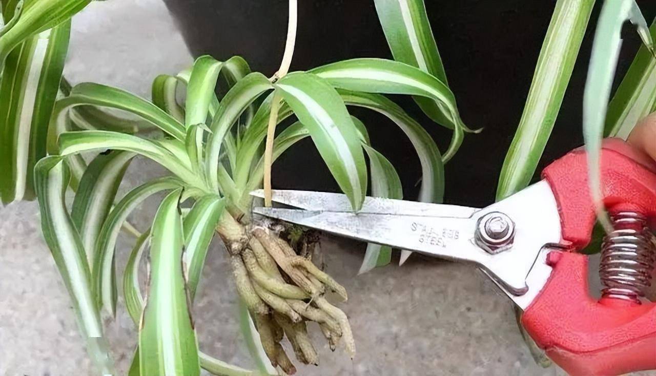 2种方法扦插吊兰,简简单单就能繁殖一大盆_侧芽_容器_小苗