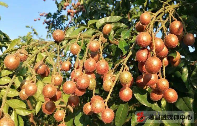 素有"果中之宝"美誉的紫肉黄皮果,果皮及果核皆可入药,有消食化痰,理