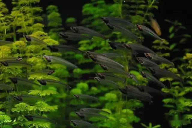 全世界不能错过的水族馆,柏林水族馆!_文章_网络_信息