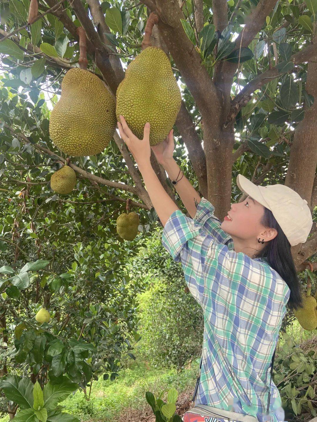 化州这种水果太神奇了,不粘手还甜过初恋?_菠萝蜜_珍珠_林尘