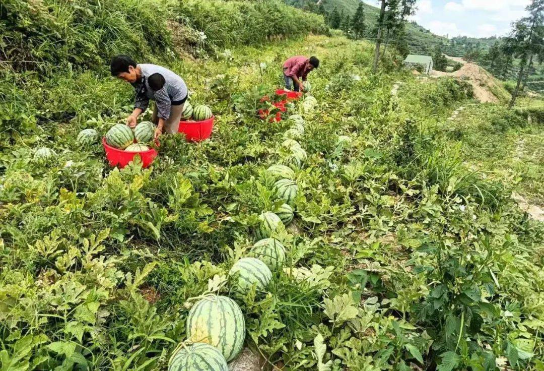 台烈镇:山地西瓜大丰收 群众脸上乐开颜