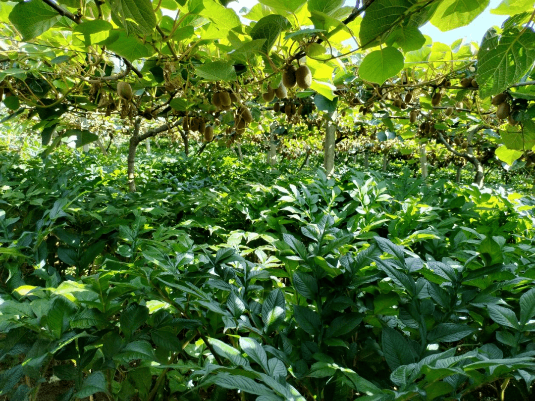 魔芋种植全过程图片