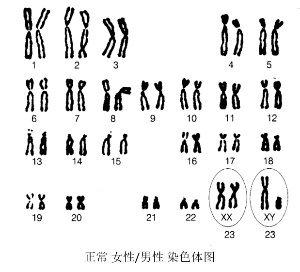 正常男性染色体图片