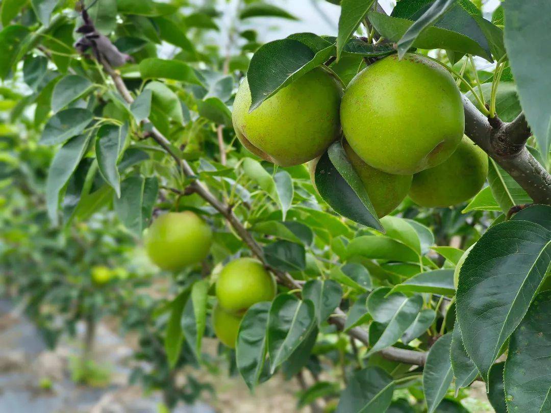 东台这个夏天,"梨"不开你!_果园_苏翠_品质
