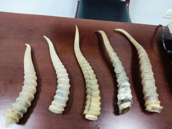 广州海关查获高鼻羚羊角5根,重895克_濒危_动物_行李箱