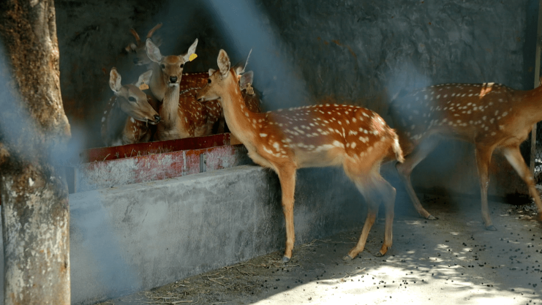 郴州首家动物园来了,就在._活动_互动_游客