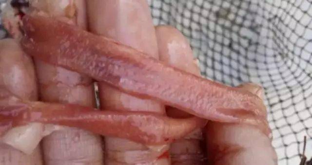 我的草鱼全身鳞片都掉了,全身发红是怎么回事?要怎么处理?