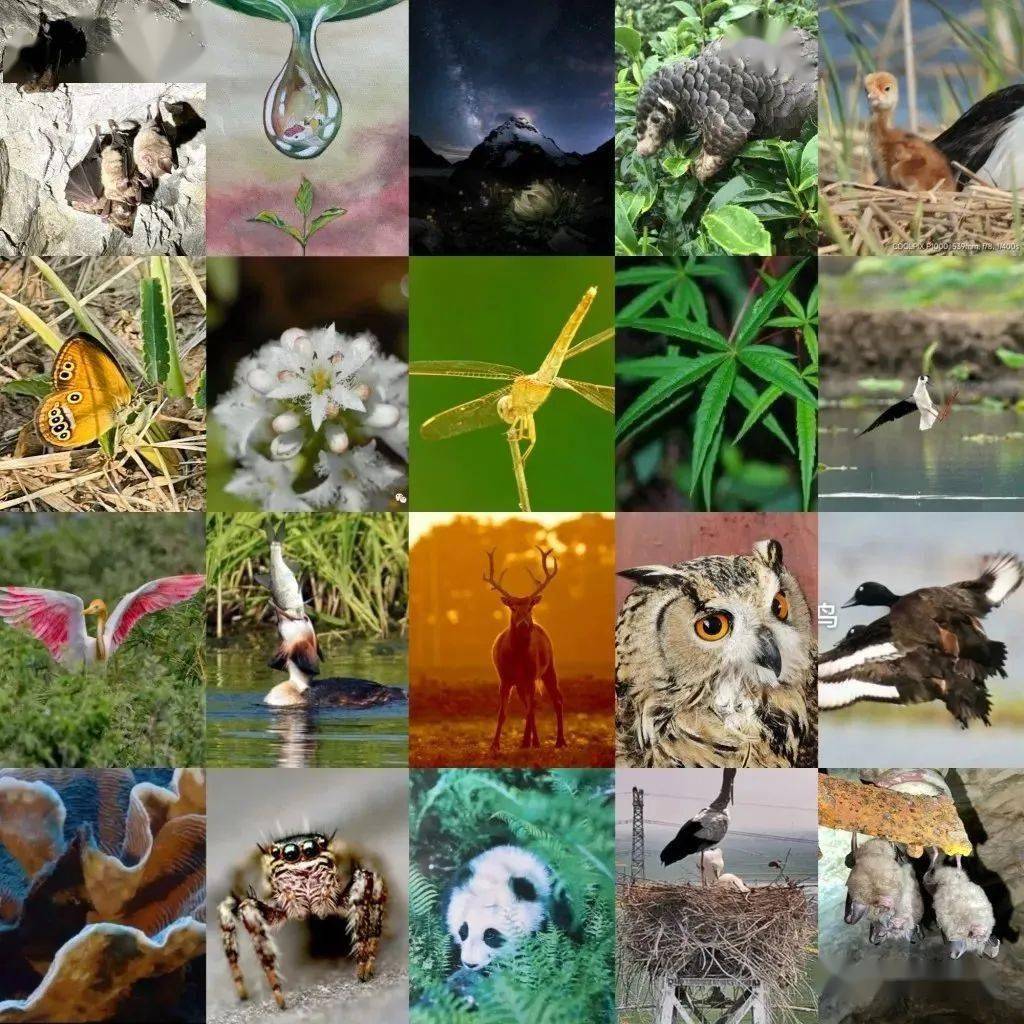 研究的基本单元,它可以是一个物种的个体,种群或者亚种等级的组成部分