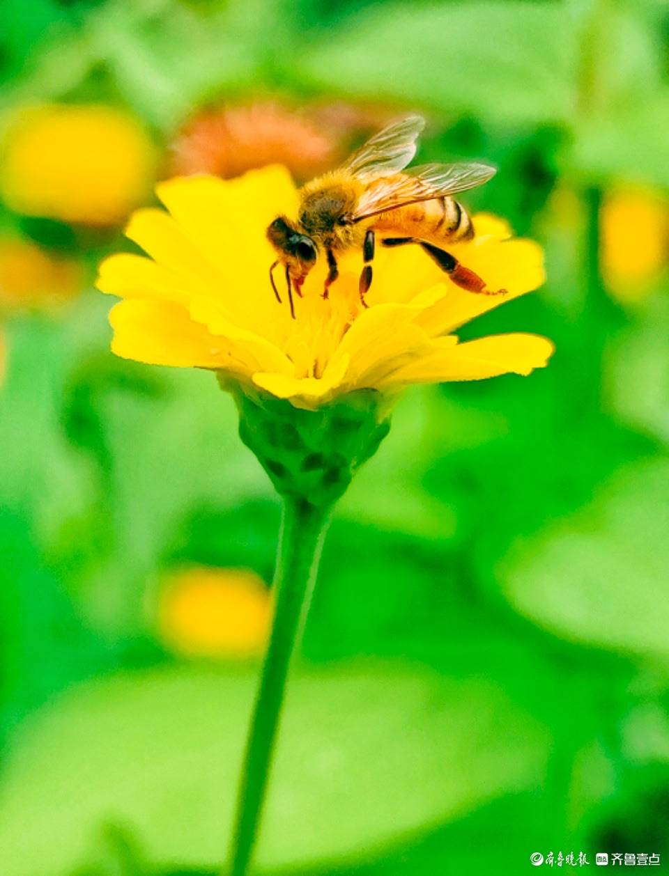 花丛中的小蜜蜂画画图片