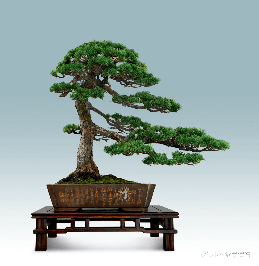 中国鼎历史大回放丨2016第二届中国鼎金牌作品群_cm_藏品_盆景