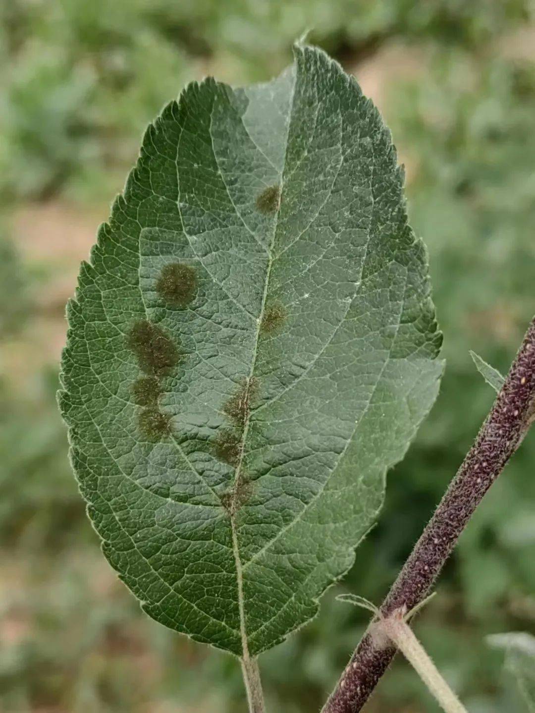 非洲菊病害图谱和防治图片