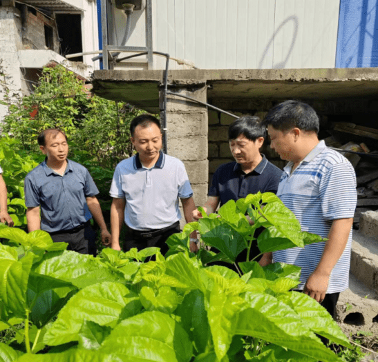 旬阳供销:抓调研 兴产业_蚕桑_小河镇_农户