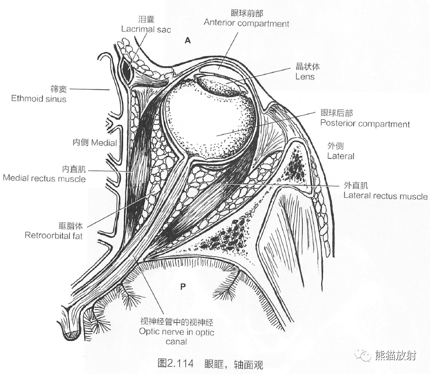 眼眶结构解剖图图片