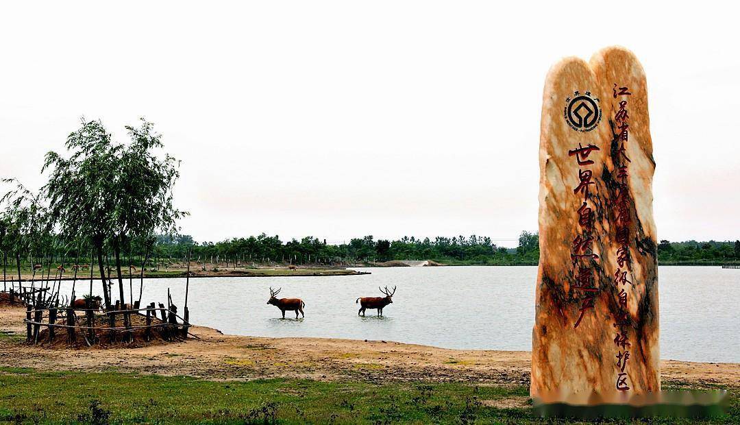 《江苏行》大丰中华麋鹿园_保护区_圈养_湿地