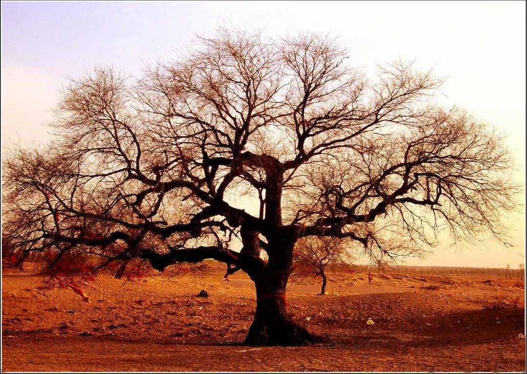 "美丽白城 我的家"网红打卡地—通榆县瞻榆神榆森林公园aaa_榆树_瞻榆